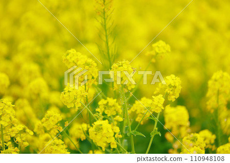 The arrival of spring Rape blossom field The arrival of spring Rape blossom field 110948108