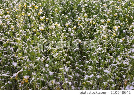 Frost-Kissed Gold: A Picturesque Snow-Blanketed Rapeseed Field in the Tranquil Countryside. Winter's Whispers: Snow-Blanketed Rapeseed Field in Rural Landscape 110948641
