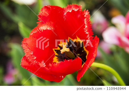Red tulip Red tulip 110948944
