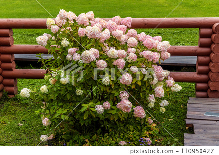Hydrangea paniculata Vanille Fraise on a stem 110950427