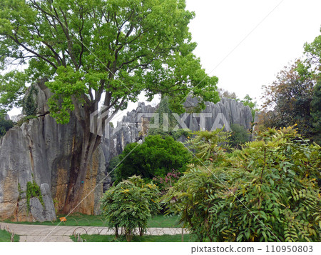 到中國雲南旅遊拍攝特別的石林風景 110950803