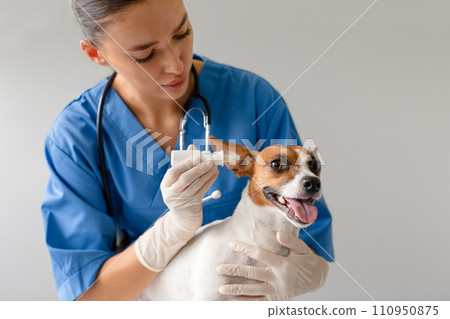 Vet administering ear drops to a dog Vet administering ear drops to a dog 110950875