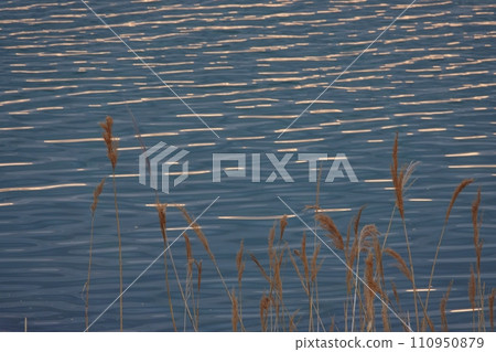 河面和蘆葦反射早晨的天空,春天,長焦,230412am 河面和蘆葦反射早晨的天空,春天,長焦,230412am 110950879