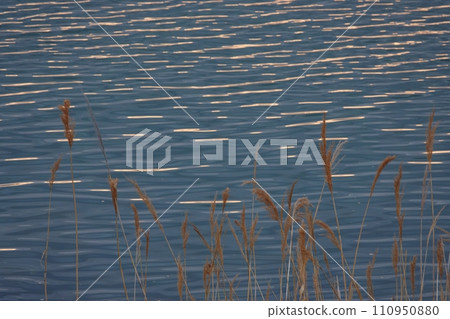 河面和蘆葦反射早晨的天空,春天,長焦,230412am 河面和蘆葦反射早晨的天空,春天,長焦,230412am 110950880