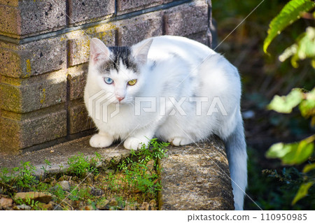 [Castle in the Sky] A heterochromia cat I met in the castle town of Takeda Castle Ruins 110950985
