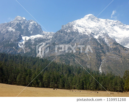Traveling in Yunshanping, Yunnan to photograph the Jade Dragon Snow Mountain in the distance 110951288