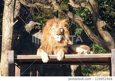 砥部動物園的百獸之王獅子 110952408