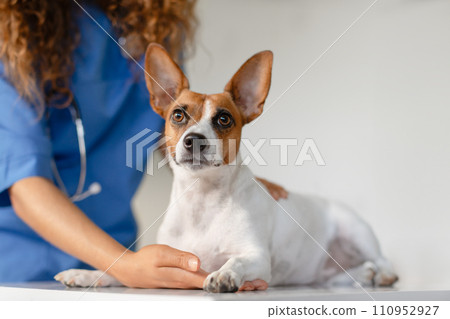 Alert dog with vet's hand on exam table 110952927