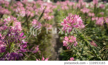 spider flower, Cleome pink flower 110953165