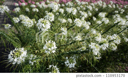 spider flower, Cleome white flower spider flower, Cleome white flower 110953170