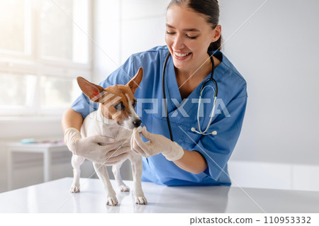 Vet administers treatment to attentive dog Vet administers treatment to attentive dog 110953332