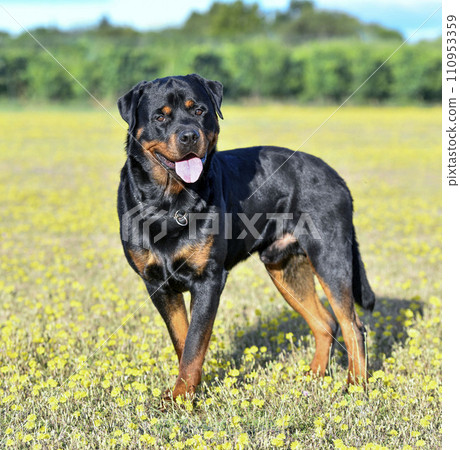 rottweiler in nature 110953359