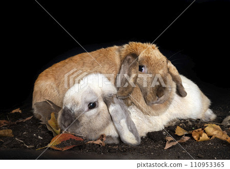Lop rabbit in studio Lop rabbit in studio 110953365