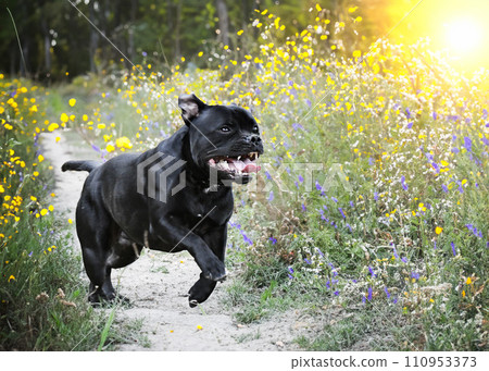 staffordshire bull terrier 110953373