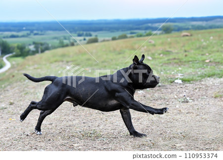 staffordshire bull terrier 110953374
