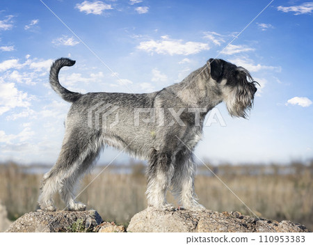Standard Schnauzer in nature 110953383