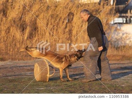 training of belgian shepherd training of belgian shepherd 110953386