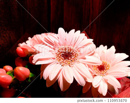 Colorful Gerbera 110953870