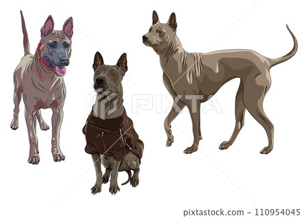Set Thai Ridgeback Dog breed Set Thai Ridgeback Dog breed 110954045