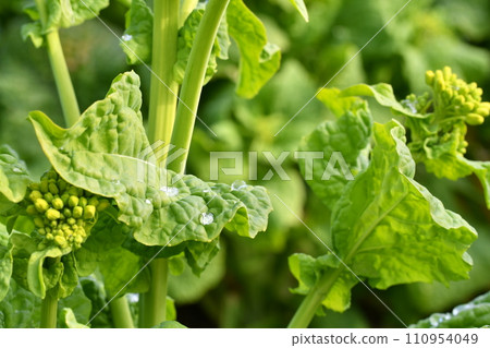 油菜花葉子和滴 油菜花葉子和滴 110954049