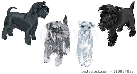 Set Miniature Schnauzer dogs Set Miniature Schnauzer dogs 110954052