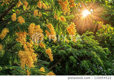 A mimosa tree in full bloom, its branches laden with fluffy yellow flowers and rich green foliage, set in a serene garden setting, symbolizing joy and renewal, bright and lively A mimosa tree in full bloom, its branches laden with fluffy yellow flowers and rich green foliage, set in a serene garden setting, symbolizing joy and renewal, bright and lively 110954522
