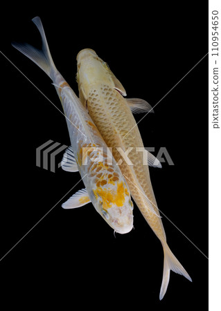Japanese Koi Carp Fish isolated on black background, top view 110954650