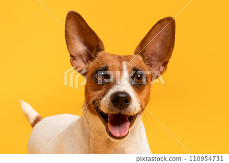 Closeup of Jack Russell Terrier on yellow 110954731