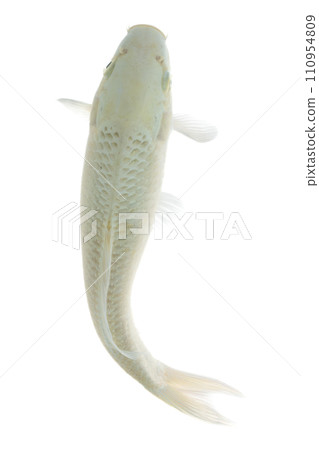 Koi fish isolated on white background. Koi fish close up. 110954809