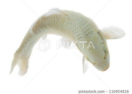 Koi fish isolated on white background. Koi fish close up. 110954816