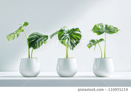 A four potted Monstera plants with large green leaves. They are arranged in a row on a white countertop against a light background. 110955219