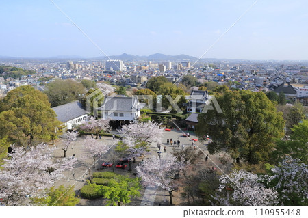 Cherry blossoms around the castle seen from the castle (Inuyama Castle, Inuyama City, Aichi Prefecture) 110955448