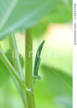 Molokheiya 水果 - 具有高美容和保健功效的蔬菜之王 110955449