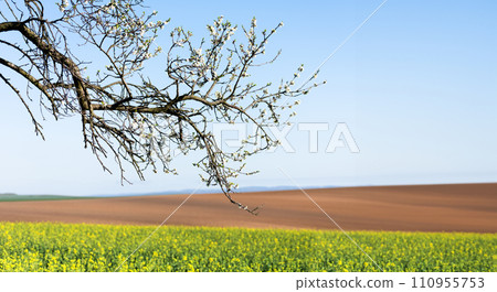 Picturesque rural landscape with agricultural field Picturesque rural landscape with agricultural field 110955753