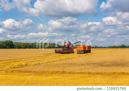 Combine harvester load wheat in the truck at the time of harvest in a sunny summer day. 110955780