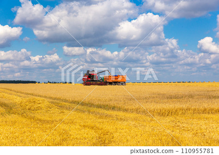 Combine harvester load wheat in the truck at the time of harvest in a sunny summer day. 110955781
