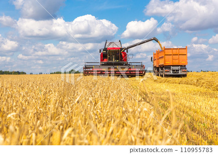 Combine harvester load wheat in the truck at the time of harvest in a sunny summer day. 110955783