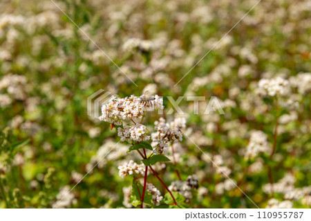 A bee pollinates buckwheat flowers. A bee pollinates buckwheat flowers. 110955787