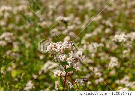 A bee pollinates buckwheat flowers. A bee pollinates buckwheat flowers. 110955788