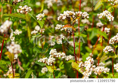A bee pollinates buckwheat flowers. 110955790
