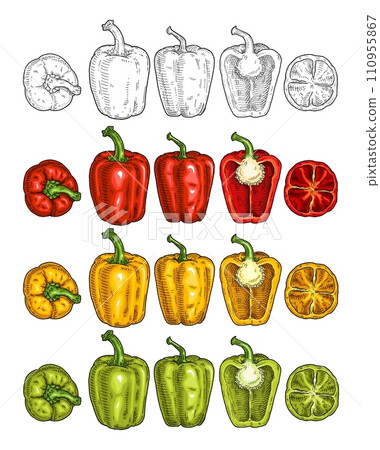 Whole and half sweet bell peppers. Vintage engraving vector black illustration. 110955867