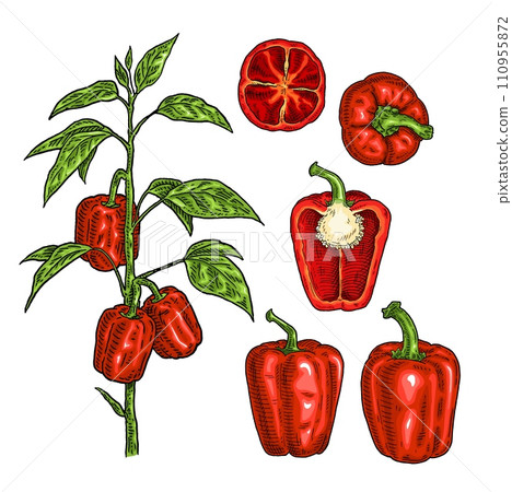 Branch of sweet bell peppers plant with leaf. Vintage engraving 110955872