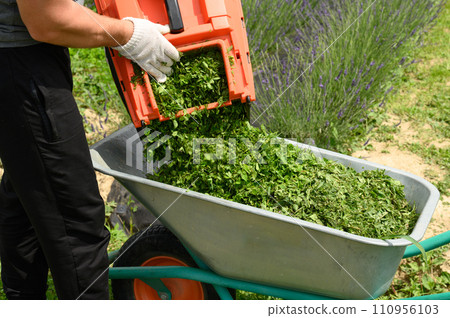 The gardener pours freshly cut grass from the basket into the wheelbarrow. 110956103