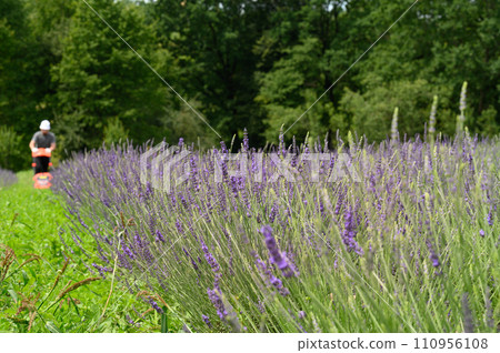 Mowing the grass in the lavender field with an electric lawnmower 110956108