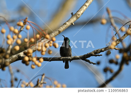 Palestinian Sunbird. Least Concern (Population stable) Found in parts of the Middle East and sub-Saharan Africa, it is also known as the orange-tufted sunbird. 110956863