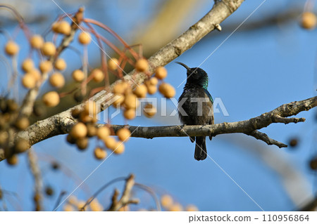 Palestinian Sunbird. Least Concern (Population stable) Found in parts of the Middle East and sub-Saharan Africa, it is also known as the orange-tufted sunbird. 110956864