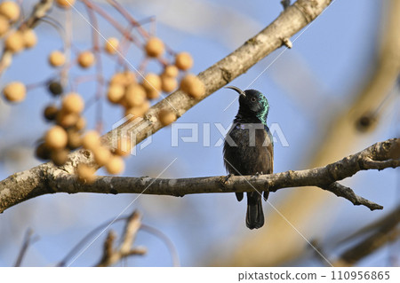 Palestinian Sunbird. Least Concern (Population stable) Found in parts of the Middle East and sub-Saharan Africa, it is also known as the orange-tufted sunbird. 110956865