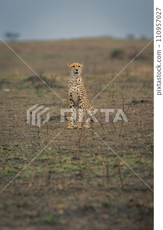 Cheetah sits on grassy plain facing camera 110957027