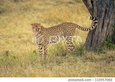 Cheetah stands near tree trunk marking territory 110957060