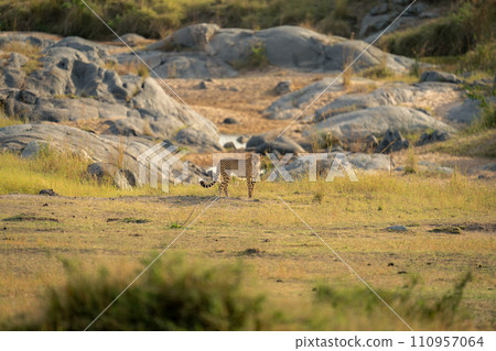 Cheetah stands on grass facing towards camera 110957064